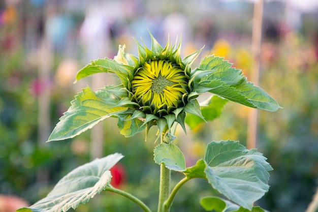 Tournesol dans le jardin Tournesols en fleurs dans le jardin