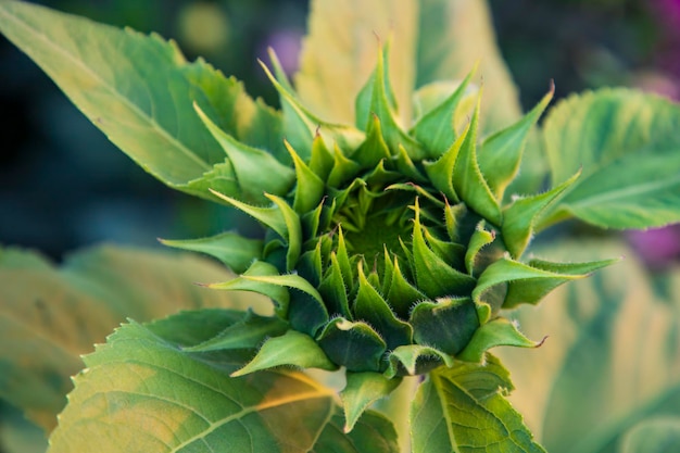 Tournesol dans le jardin Tournesols en fleurs dans le jardin