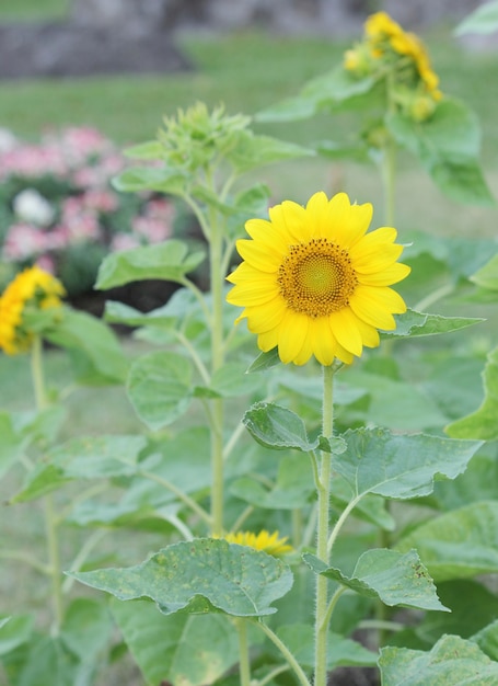 tournesol dans le jardin