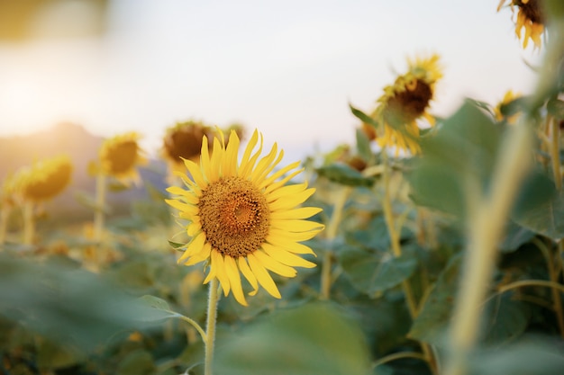 Tournesol dans le jardin.