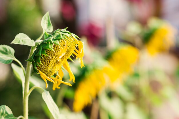 Tournesol dans le jardin