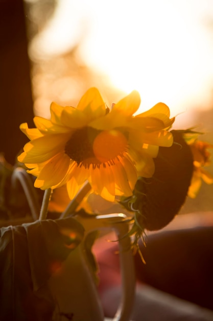 Photo tournesol dans la main