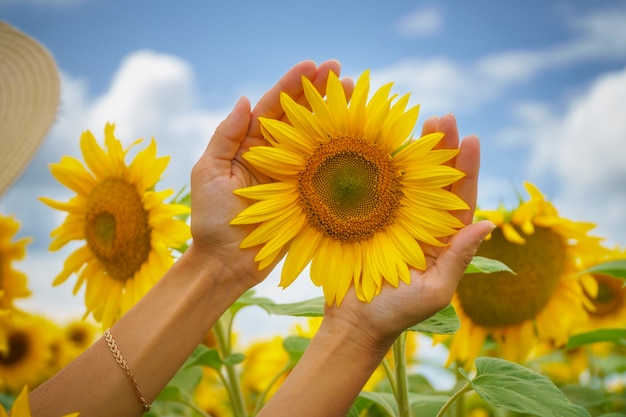 Tournesol dans les mains