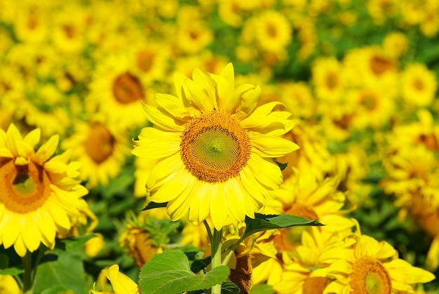 tournesol dans la nature