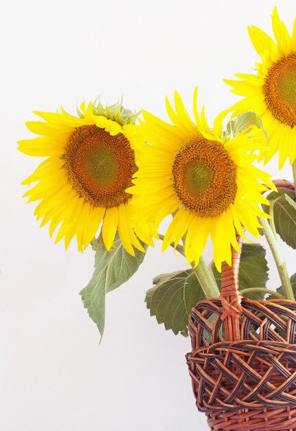 Tournesol dans le panier