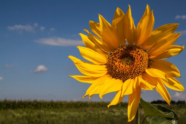 Tournesol dans le vent contre le ciel par une belle journée ensoleillée