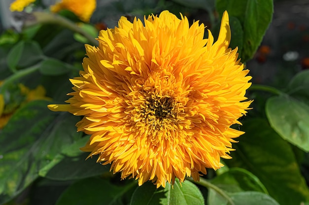 Tournesol décoratif ours en peluche qui fleurit dans le jardin.