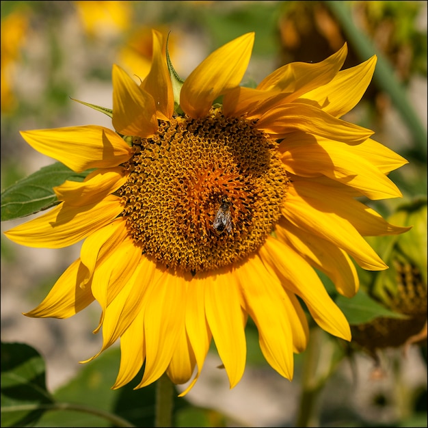 Tournesol envahi