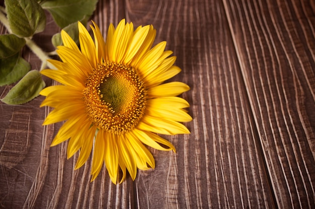 Tournesol sur l'espace de copie de table en bois