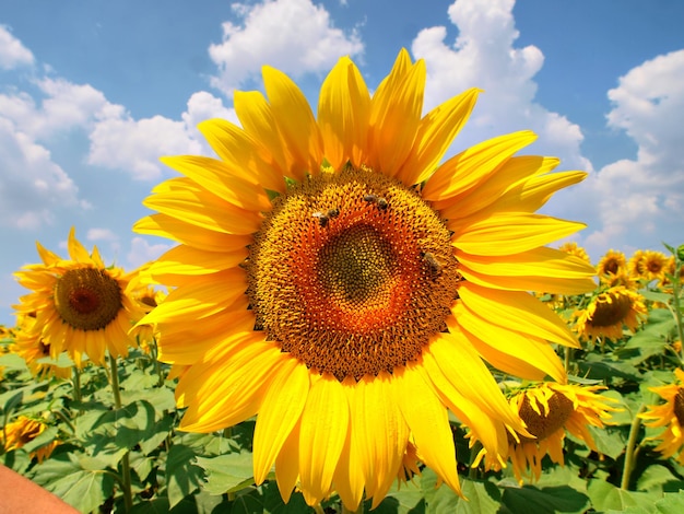 Un tournesol est entouré d'un champ de tournesols.