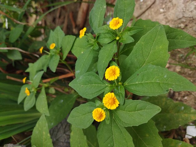 Le tournesol est une plante verte.