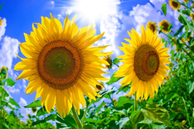 tournesol d'été dans le domaine contre le ciel bleu