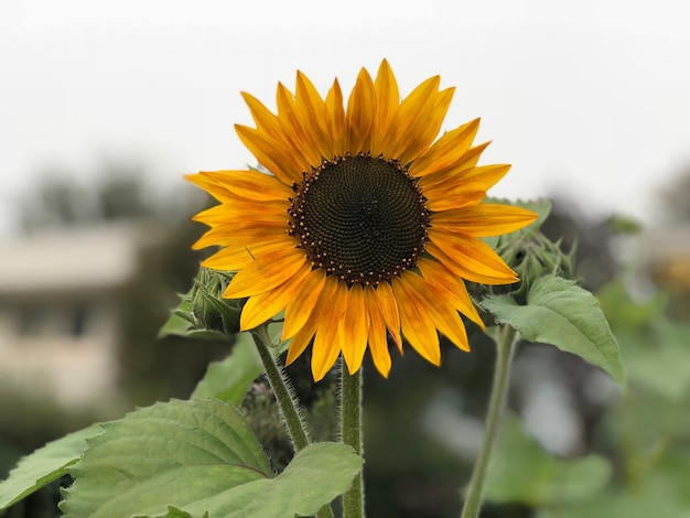 Photo tournesol en été