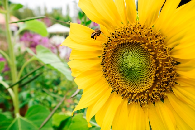 Tournesol avec feuille verte