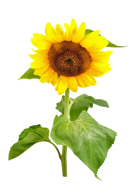 Tournesol avec des feuilles vertes isolé sur blanc