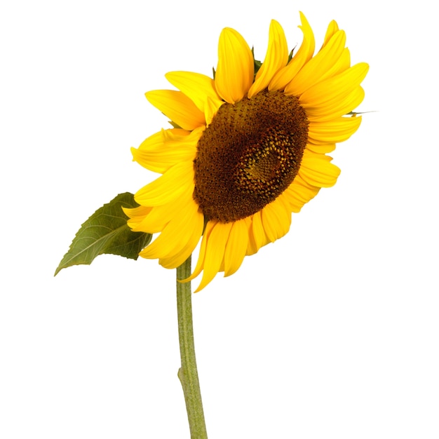 Tournesol avec des feuilles vertes isolé sur blanc