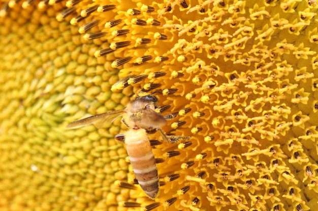 Le tournesol en fleur avec un gros plan du pollen et des abeilles suçant le nectar