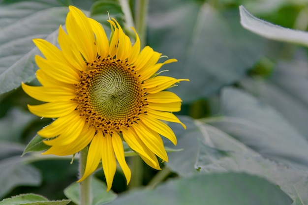 tournesol, fleur de tournesol de l&#39;été dans le champ, fond de natrue tournesol avec copie spac