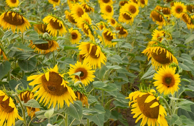 Le tournesol fleurit dans le domaine. Fond naturel de tournesol. Tournesol en fleurs. Notion de nature.