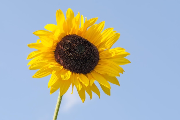 Tournesol en fleurs contre le ciel bleu