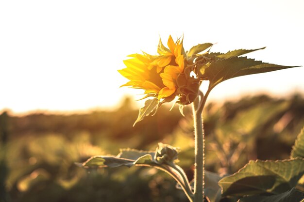 Tournesol en fleurs dans un champ agricole Tournesol jaune sur fond de feuillage vert