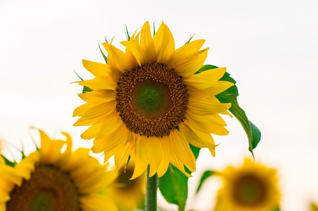 Tournesol en fleurs sur fond blanc, gros plan.