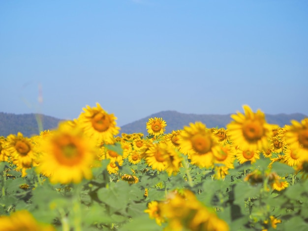 Tournesol en fleurs sur fond de ciel bleu