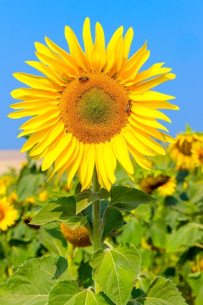 Tournesol en fleurs sur un fond de ciel bleu