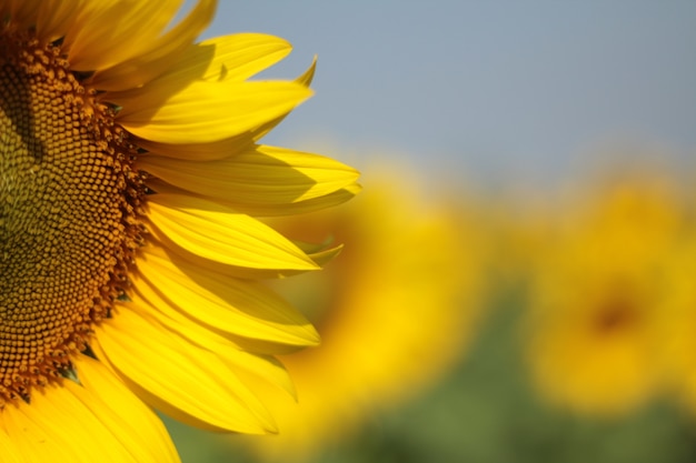 Tournesol en fleurs sur le jardin dans les vacances fraîches de jour