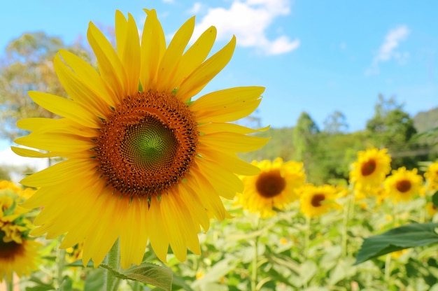 Tournesol en fleurs avec jardin de tournesol, grand arbre et ciel bleu.