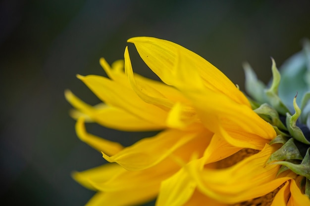 Tournesol en fleurs macro photographie fond floral Helianthus fleur en journée d'été gros plan