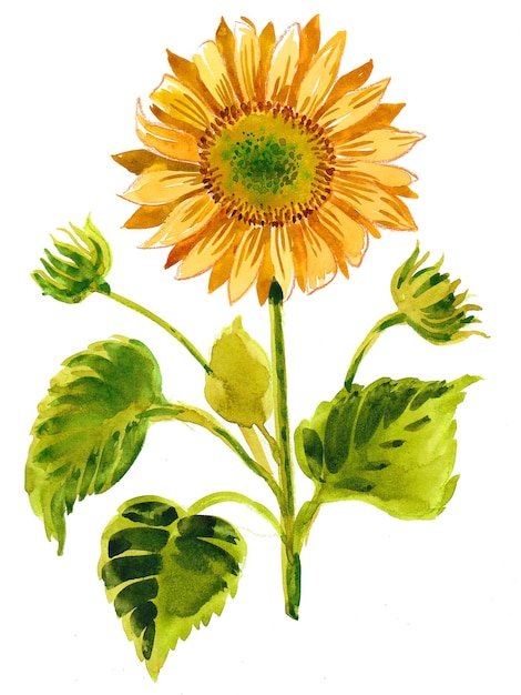 Tournesol en fleurs sur papier. Peinture à l'aquarelle