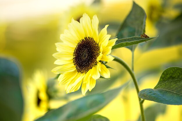 Tournesol en fleurs sur le terrain sur une surface ensoleillée floue