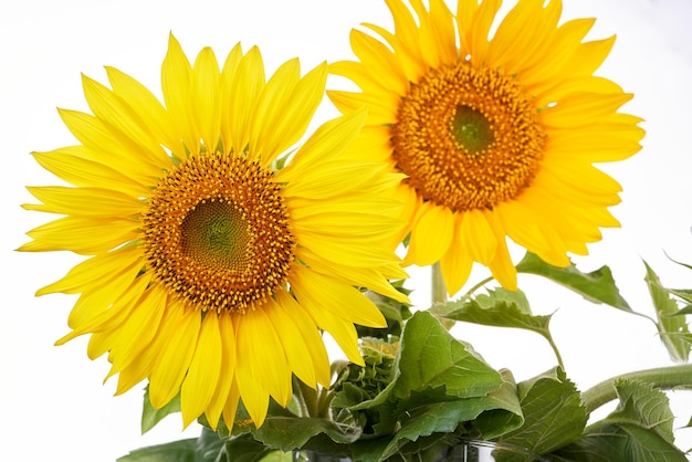 Tournesol sur fond blanc.