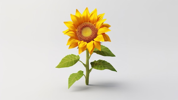 Un tournesol sur fond blanc