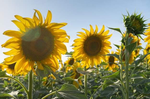 Tournesol sur fond de ciel bleu par une journée ensoleillée. Tournesol en fleurs