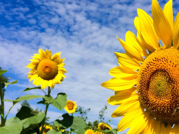 Tournesol avec fond de ciel bleu.