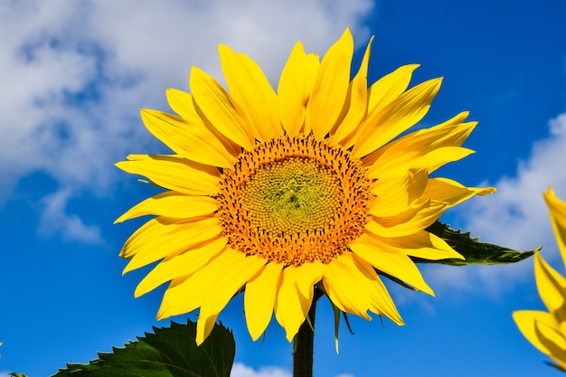 Tournesol sur fond de ciel bleu