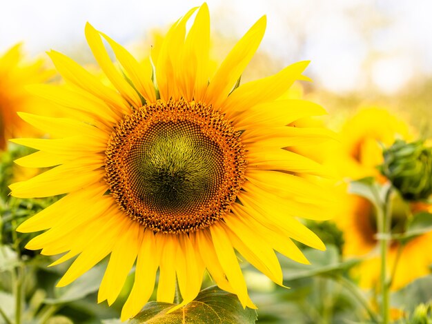 Tournesol sur fond d'été. Mise au point sélective. Champ de tournesols background.close up de texture de tournesol