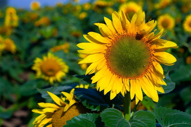 Tournesol sur fond d'été. Mise au point sélective. Champ de tournesols background.close up de texture de tournesol