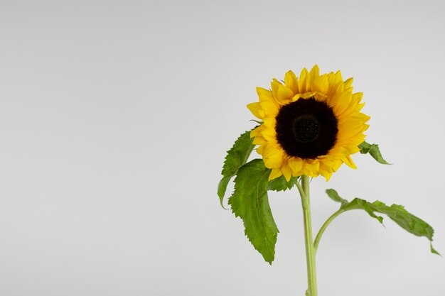 Photo tournesol sur fond gris avec place pour texte tournesol lumineux