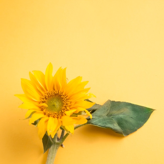 Photo tournesol sur fond jaune