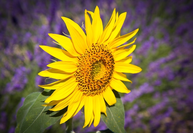 Tournesol avec fond de lavande