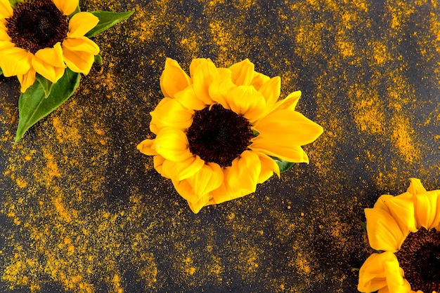 Tournesol sur fond noir avec éclaboussures de poussière colorée, vue de dessus de photographie créative.