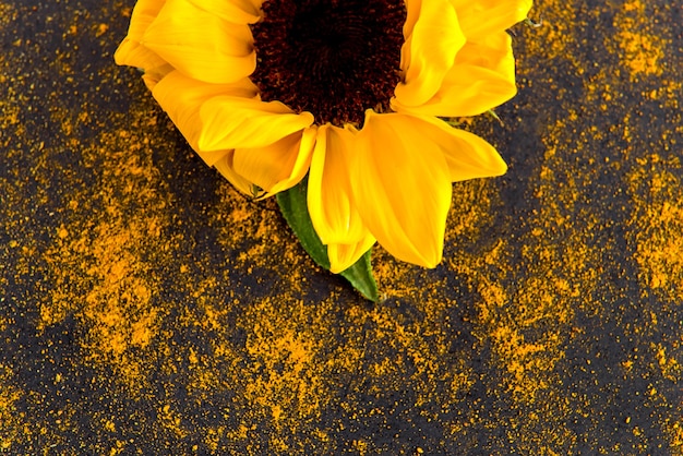 Tournesol sur fond noir avec éclaboussures de poussière colorées, photographie créative