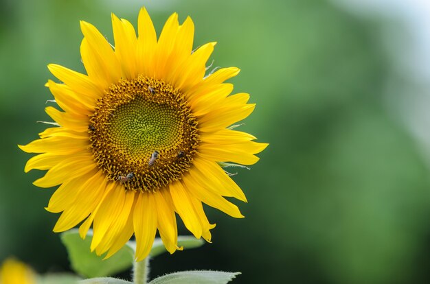 Tournesol sur fond noir vert.