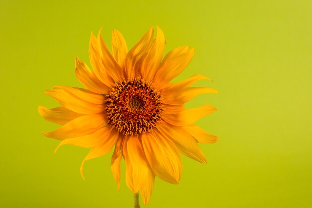 Tournesol sur fond de papier vert fond floral minimaliste