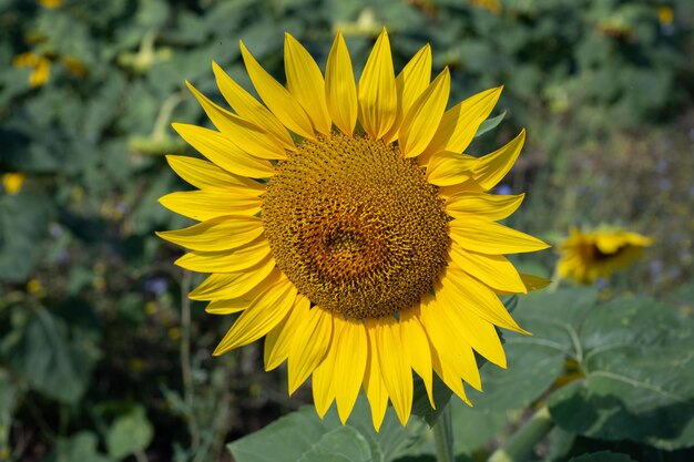 Photo tournesol sur fond vert abeille de miel en service