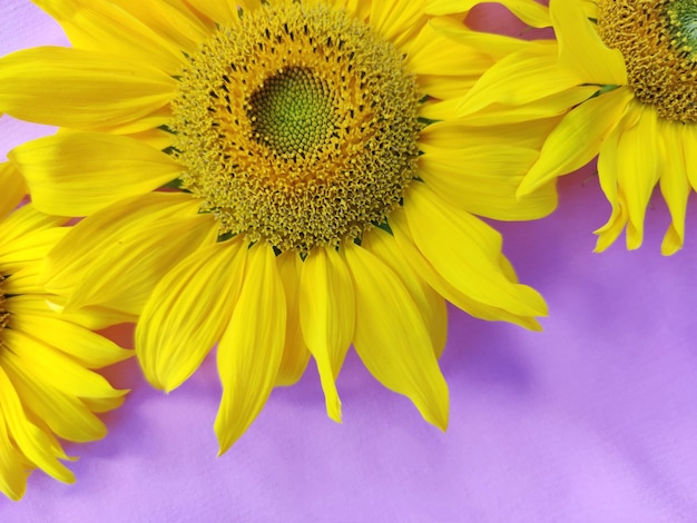 Tournesol sur fond violet