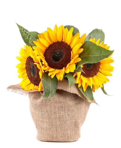 Tournesol frais en sac sur fond blanc